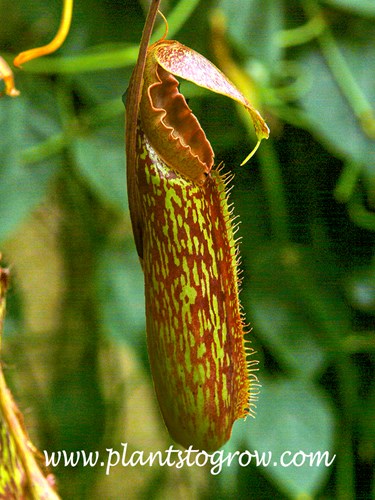 (Nepenthes maxima)